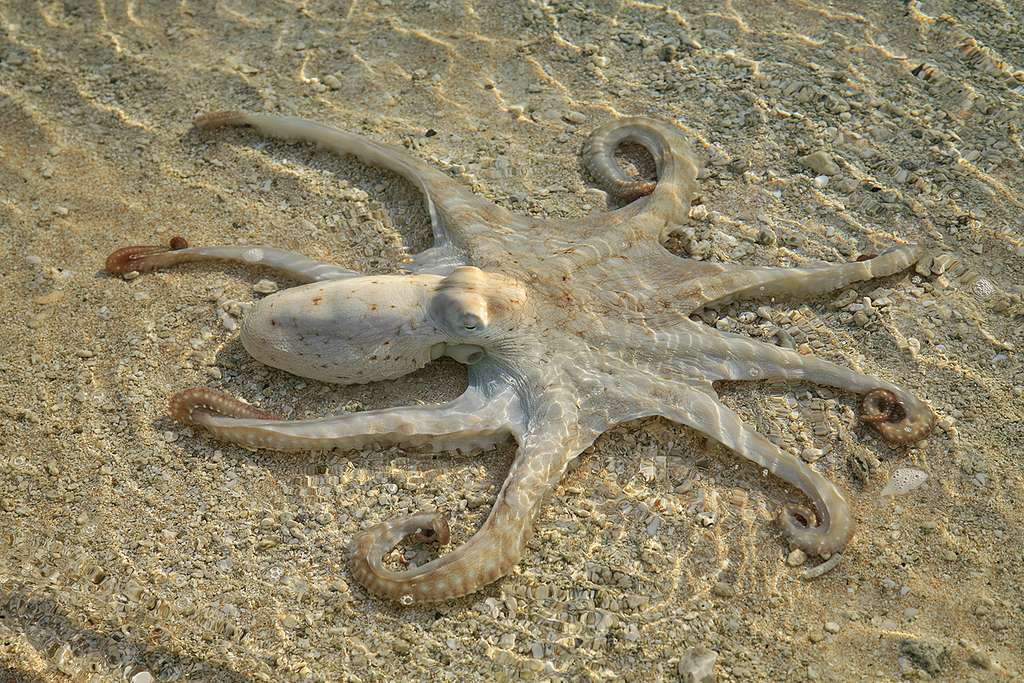 Un poulpe se prélasse sur la plage aux Tuamotu Un poulpe se prélasse sur la plage aux Tuamotu