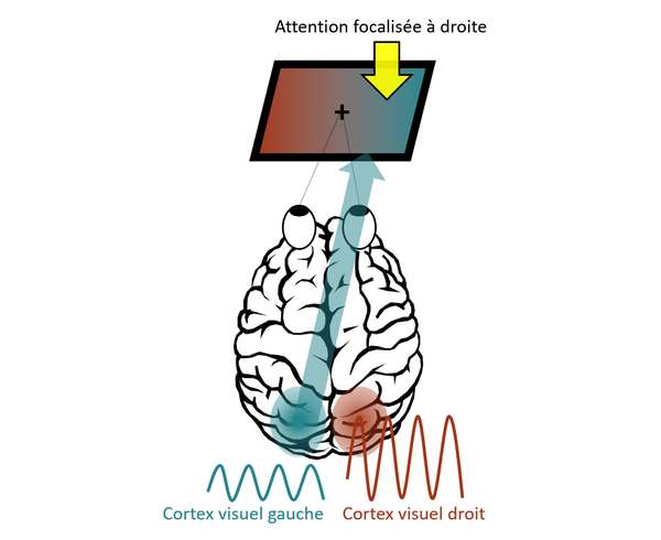 L’amplitude des oscillations alpha dans le cortex visuel est modulée par l’attention spatiale. Le cortex occipital (visuel) gauche traite l’information du champ visuel droit (flèche bleue). Lorsque la personne porte attention à ce qui se passe à droite (à l’endroit indiqué par la flèche jaune) tout en fixant son regard au centre de l’écran, on observe une diminution des oscillations alpha dans le cortex occipital gauche. L’amplitude des oscillations dans le cortex occipital droit, qui traite l’information du champ visuel auquel on ne prête pas attention, augmente (en rouge). La situation est inversée lorsque la personne porte son attention sur la gauche de l’écran. © Laetitia Grabot