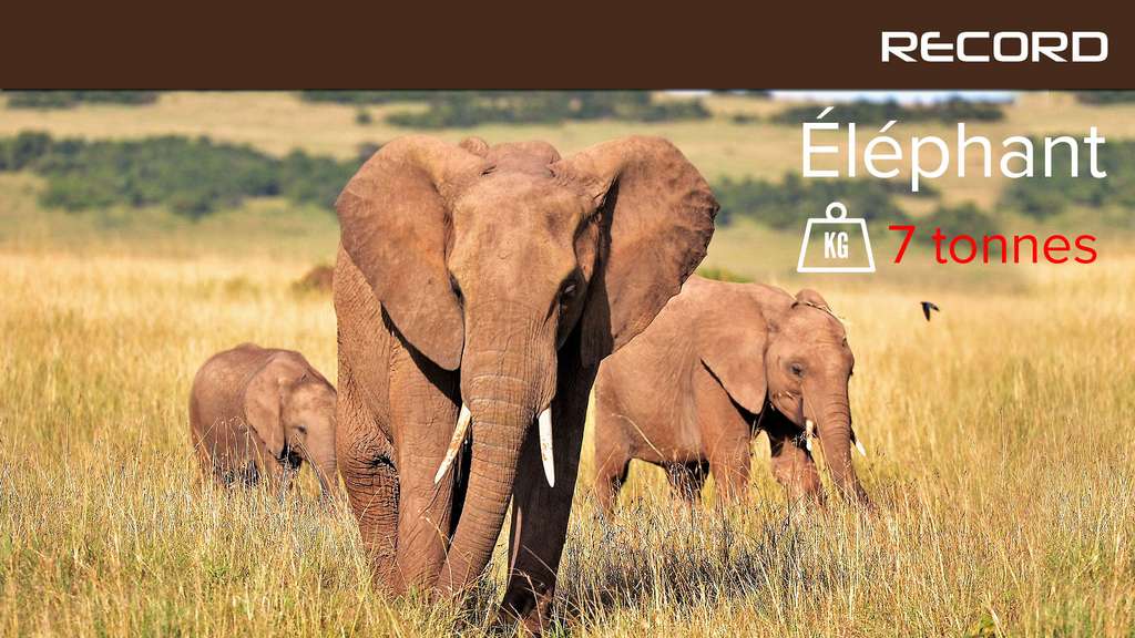 L'éléphant, un géant plutôt intelligent L'éléphant, un géant plutôt intelligent