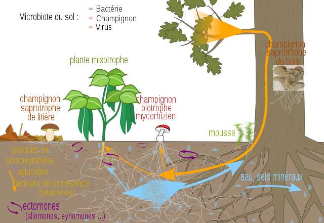 Le réseau mycorhizien et le microbiote du sol créent des systèmes de « relation sociale », avec notamment les ectomones qui établissent un dialogue interspécifique. © Salsero35, Wikimedia commons, CC by-sa 4.0