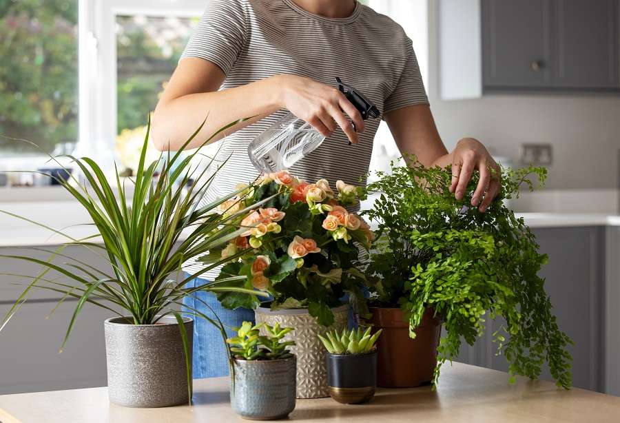 Fleuries ou vertes, vaporisez les plantes d'intérieur. © Daisy Daisy, Adobe Stock