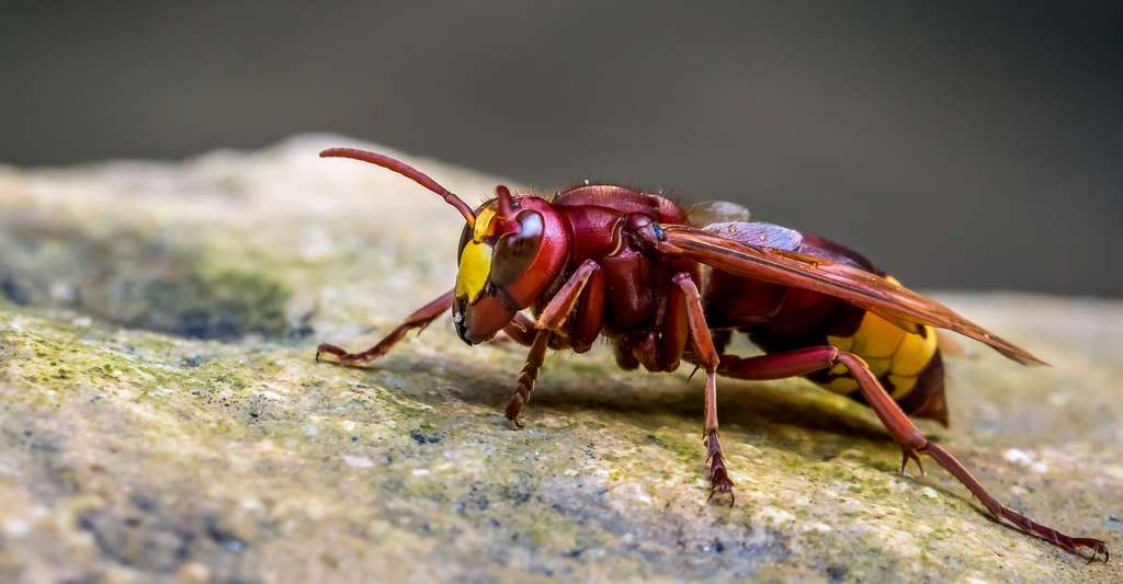 Venin Allergie Aux Piqures D Insectes Guepes Taons Abeilles Et Frelons Dossier