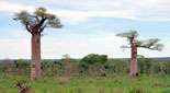 Baobab A. perrieri, Madagascar
