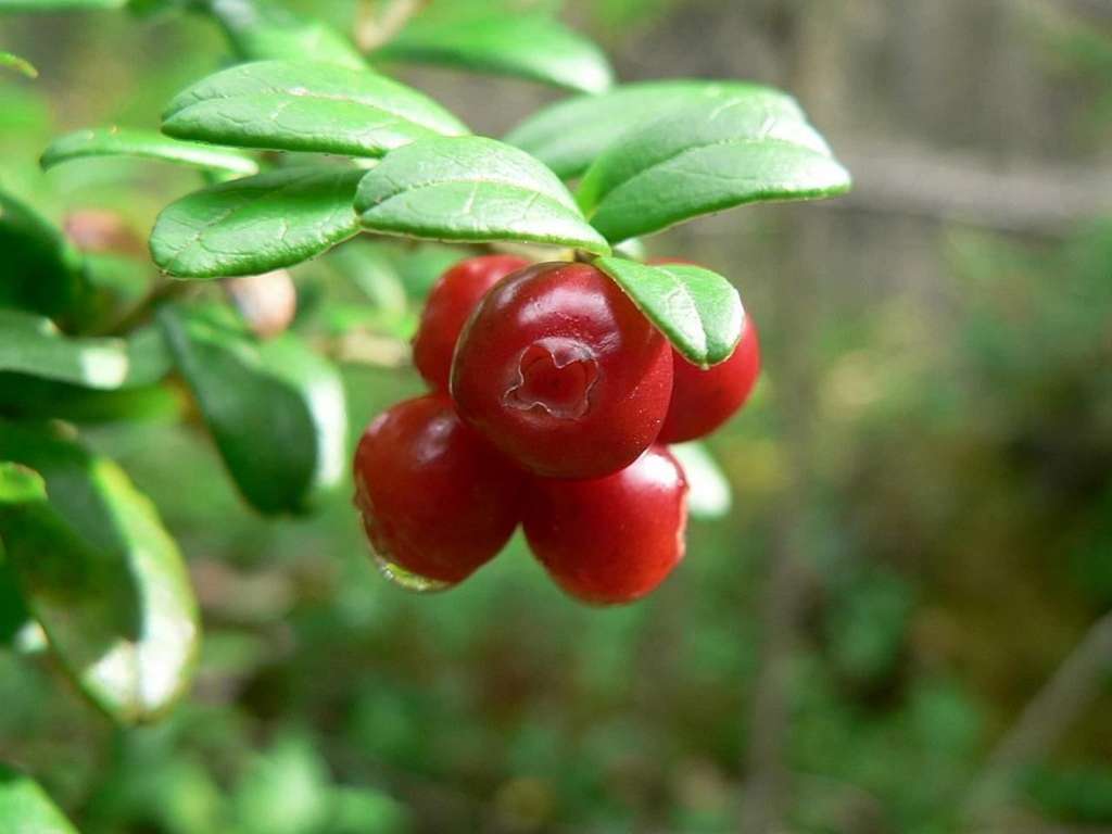 L’airelle rouge (Vaccinium vitis idaea) est une cousine de la canneberge canadienne. © Rosendahl, Pixnio