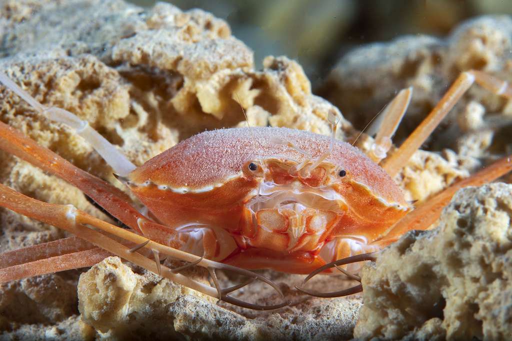 Crabe Atoportunus dolichopus. © Gabriel Barathieu, tous droits réservés 