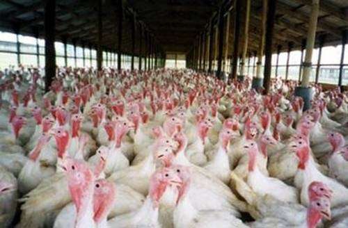 Ce sont essentiellement les dindons et les poulets qui présentent les virus influenza A. © DR