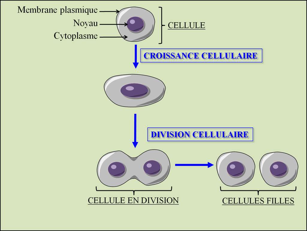 De La Cellule Au Tissu : Mésenchyme Et épithélium | Dossier