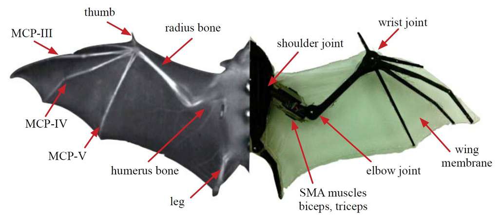 Présentée par les auteurs eux-mêmes, la comparaison entre la vraie roussette et le robot volant. On reconnaît le pouce (thumb), le radius, l'humérus, la jambe et les phalanges du métacarpe. L'aile de la chauve-souris est en effet une membrane de peau tendue entre les doigts et la jambe. L'aile (wing) du robot a un poignet (wrist), une épaule (shoulder) et un coude (elbow). On remarque les muscles, biceps et triceps, constitués d'un matériau à mémoire de forme (SMA). © J. Colorado, A. Barrientos, C. Rossi, K. Breuer