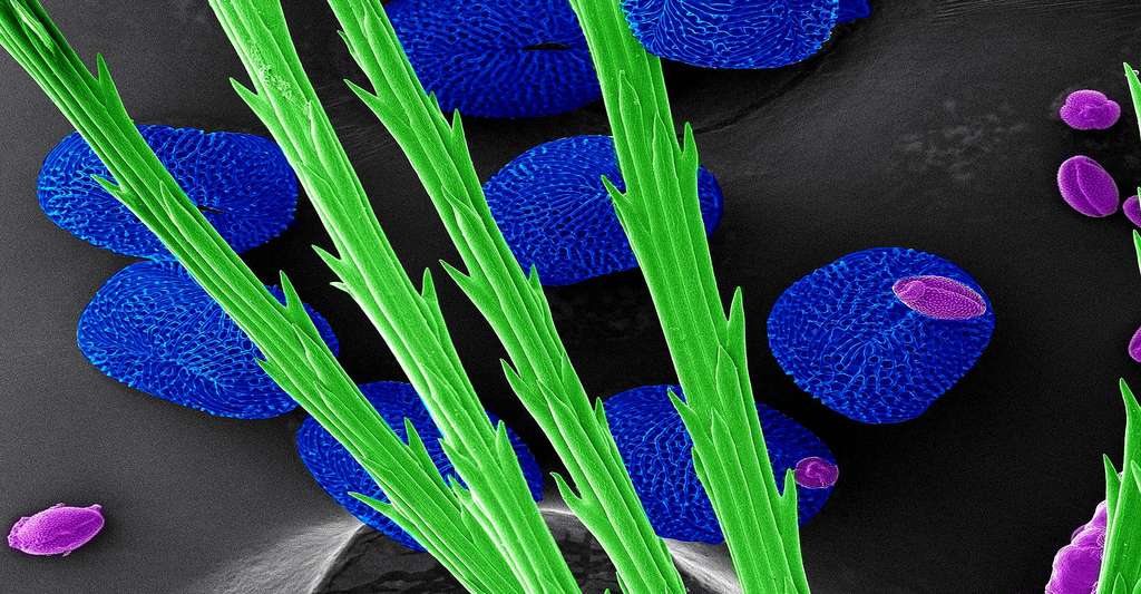 Grains de pollens colorisés pouvant provoquer des éternuements. ©FEI, CC by-nc 2.0