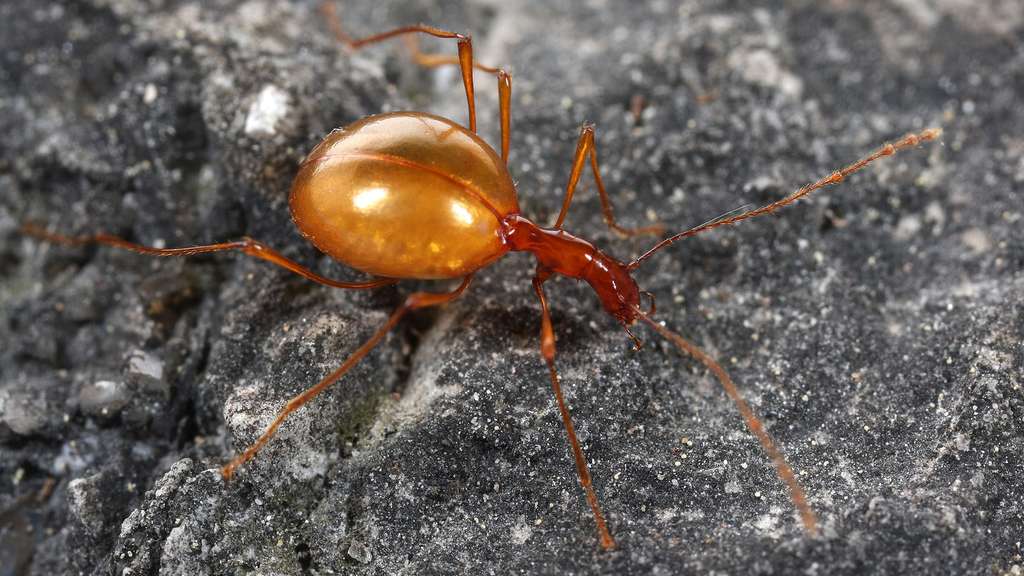 Le coléoptère Leptodirus, un animal cavernicole Le coléoptère Leptodirus, un animal cavernicole