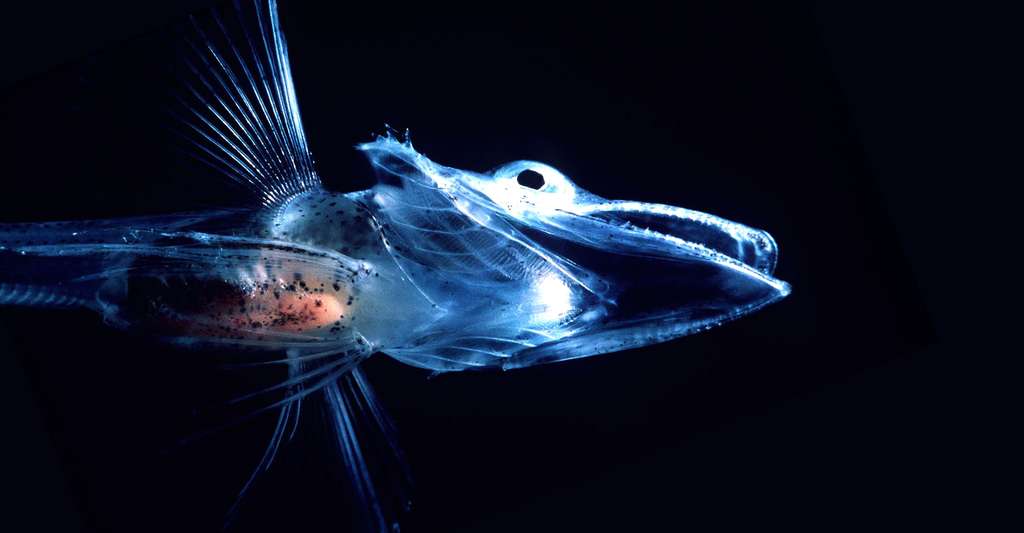 Protozoaire Luminescent Qui Vit Dans La Mer