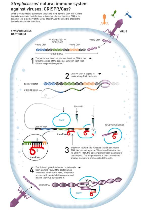 Atunci când un virus infectează o bacterie, bucăți de ADN-ul său sunt adăugate la ADN-ul crizer al bacteriilor. Între fiecare ADN al virusului este o secvență repetată . Este în această secvență, tracrarnul botezat de moleculă se va concentra. Proteina CAS9 întărește apoi proteina Rnaza III, taie molecula. © Johan Jarnestad, Academia Royal Suedeză de Științe
