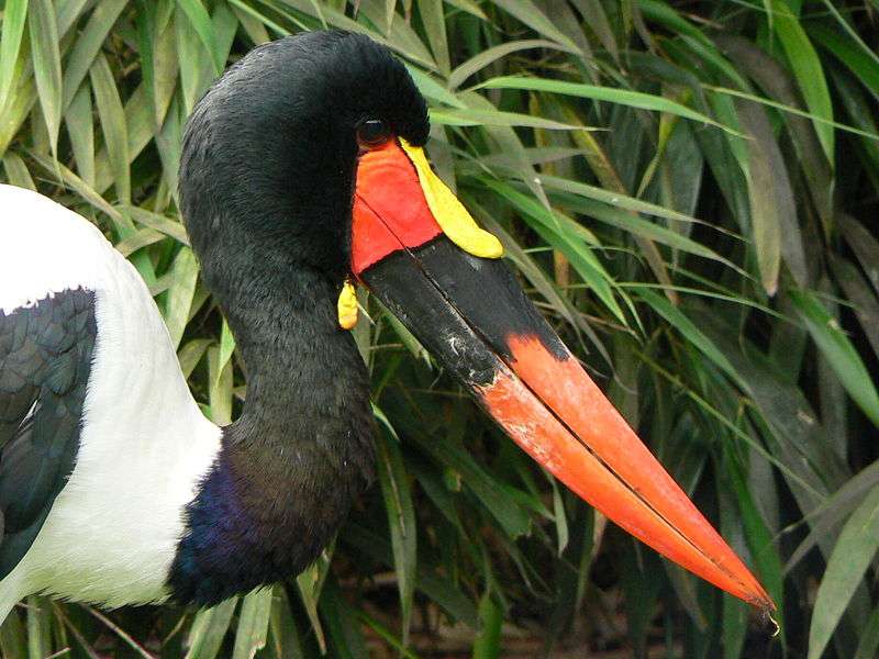 D finition Jabiru d Afrique Ephippiorhynchus senegalensis