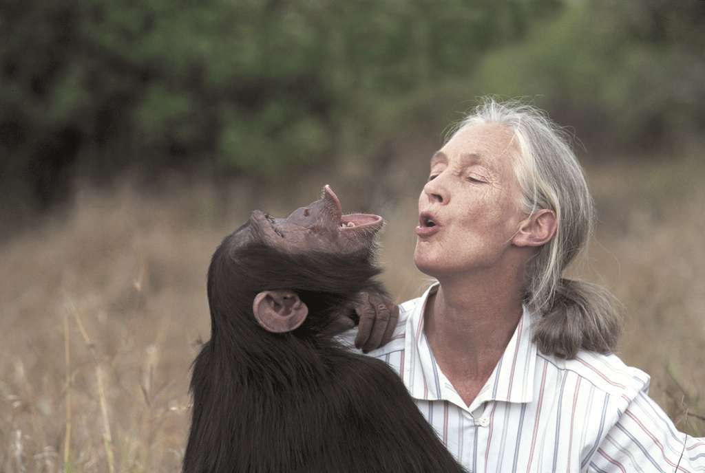 Jane Goodall a consacré toute sa vie à l'étude des chimpanzés, avec lesquels elle entretient toujours une très grande proximité. © Institut Jane Goodall, tous droits réservés