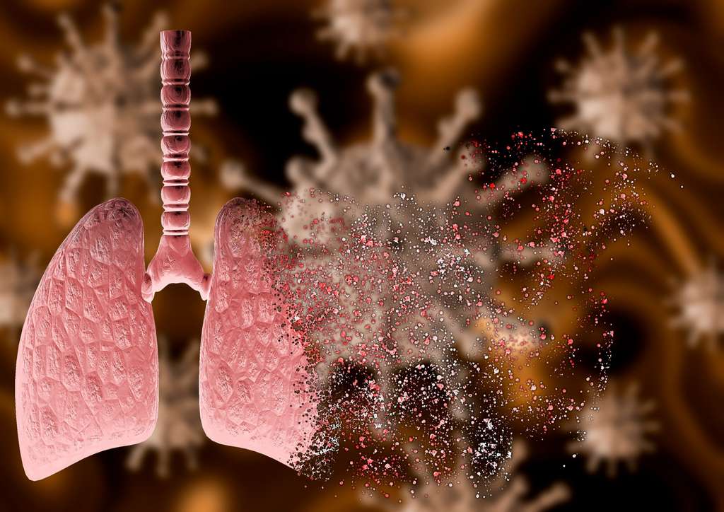 Les poumons peuvent être durablement endommagés par l'action de la Covid-19. © AGPhotography, Adobe Stock