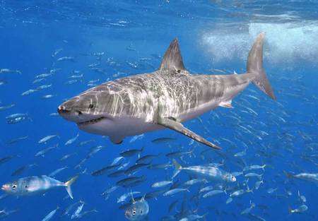 Grand requin blanc. Source Commons