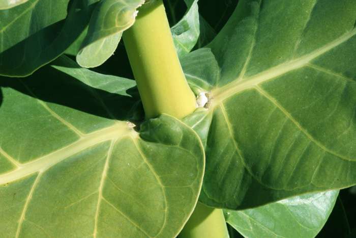 Flore du Maroc - Calotropis procera - détail feuille Flore du Maroc - Calotropis procera - détail feuille