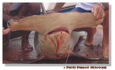 L'emplacement des yeux du requin-marteau est très particulier ! © P. Mespoulhé
