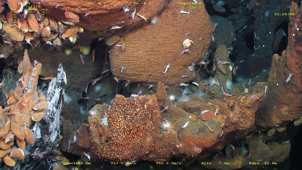 La vie à plus de 3.000 mètres de profondeur est loin d’être inexistante. La preuve sur cette photo où crevettes, mollusques et bactéries cohabitent. © Victor 6000, Ifremer, nc nd