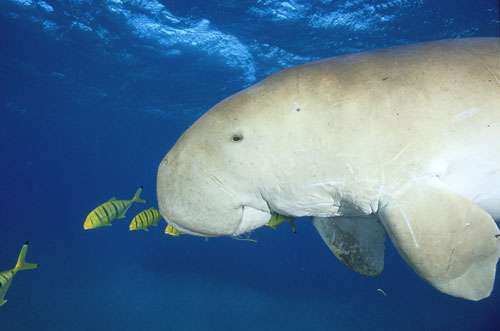 Le dugong est un mammifère marin, appartenant à l'ordre des siréniens. © Photo Alexis Rosenfeld, Toute reproduction et utilisation interdites