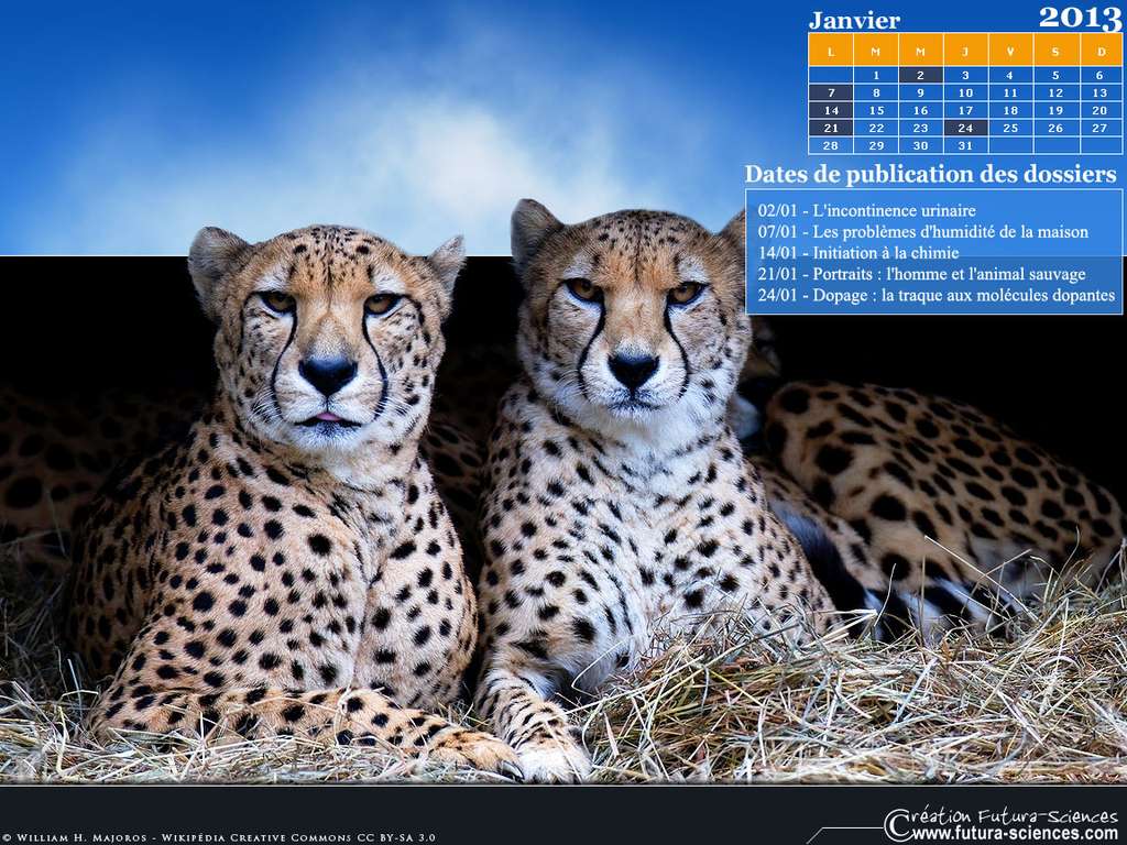 Calendrier : Janvier 2013 Calendrier : Janvier 2013