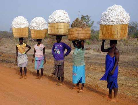 Transport du coton récolté © abc Burkina