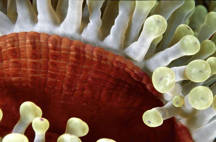 L'anémone Heteractis magnifica L'anémone Heteractis magnifica