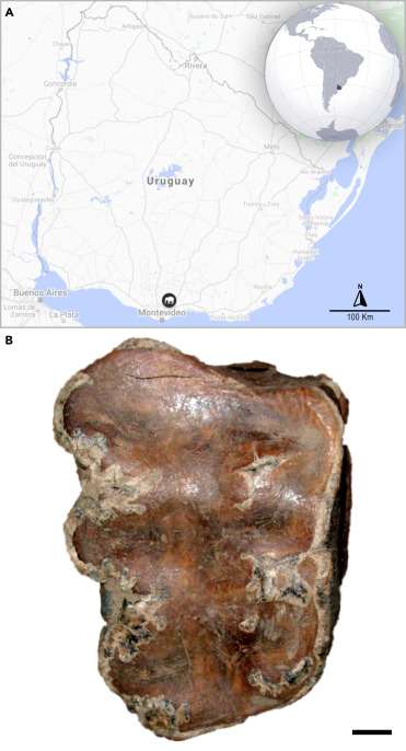 L'ADN ancien d'un Notiomastodon a été prélevé sur une molaire datant d'il y a 35.000 ans et trouvée en Uruguay. © Baleka et al, 2022