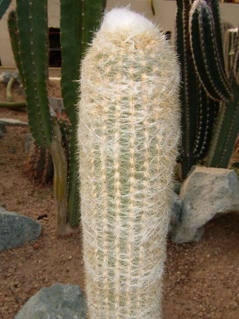 Espostoa lanata Espostoa lanata