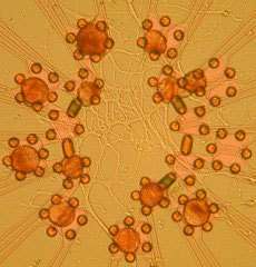 Réseau de neurones d'escargots implantés dans une puce de silicium (Crédits : Max Planck Institute for Biochemistry; NACHIP; P.Fromherz)