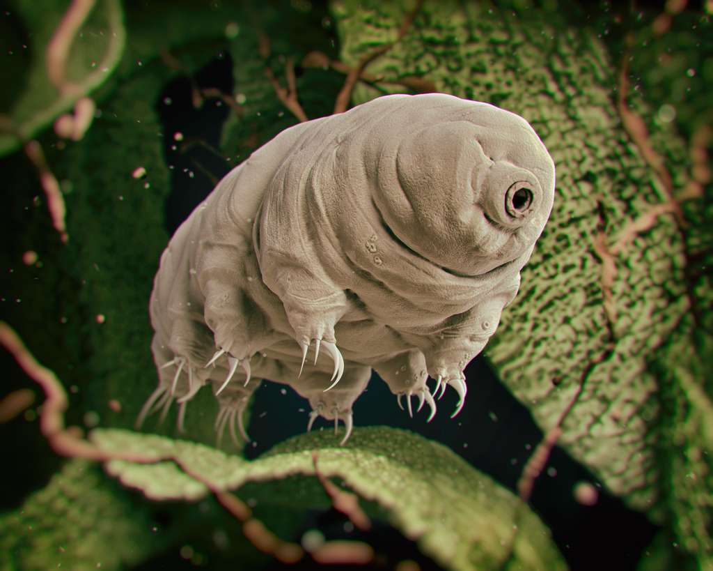 Le tardigrade impressionne les scientifiques par ses facultés physiques, sa résistance. © rukanoga, fotolia