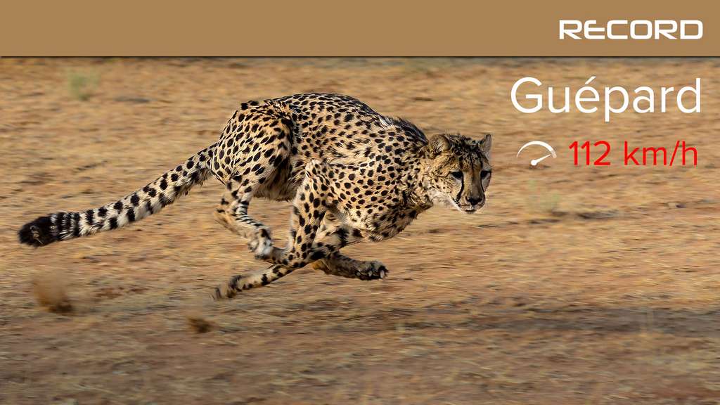 Photo Le Guepard La Formule 1 De La Savane