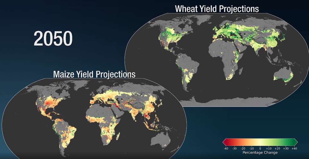 L'évolution envisagée des cultures de maïs et de blé en 2050 en fonction du changement climatique. © Nasa