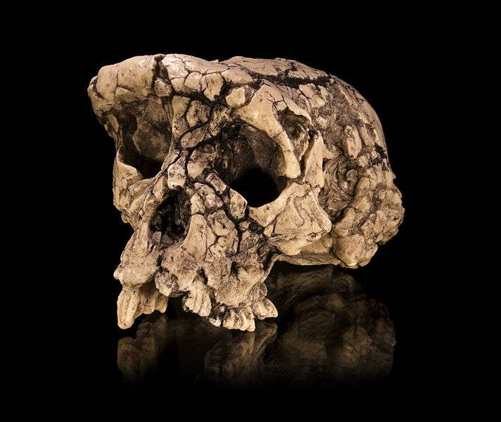 Ce moulage est celui d'un crâne de Sahelanthropus tchadensis surnommé Toumaï, qui a été découvert en 2001 par des paléoanthropologues. Pour certains, il pourrait s'agir de l'une des premières espèces d'Hominines, sachant que ces individus ont vécu voici sept millions d'années. © Didier Descouens, Wikimedia Commons, CC by-sa 3.0