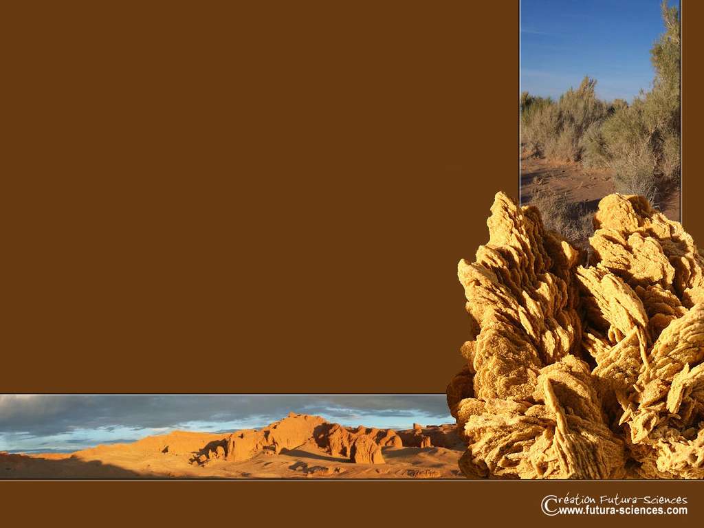 Fond d’écran | Rose des sables