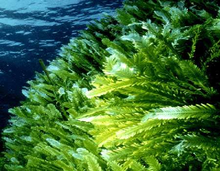 Caulerpa taxifolia, parfois baptisée "l'algue prédatrice", bouleverse en certains endroits les équilibres de l'écosystème marin. Son développement intensif résulte de l'eutrophisation des eaux causée par les rejets agricoles, industriels, urbains ou aquacoles..