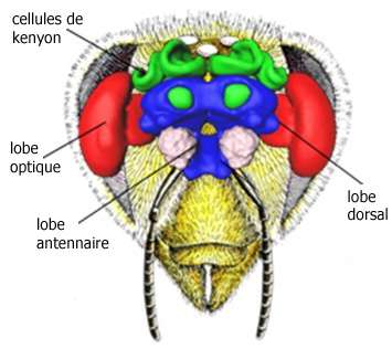 Anatomie du cerveau de l'abeille. Les cellules de Kenyon font partie du corps pédonculé (en vert). © Société centrale d'apiculture