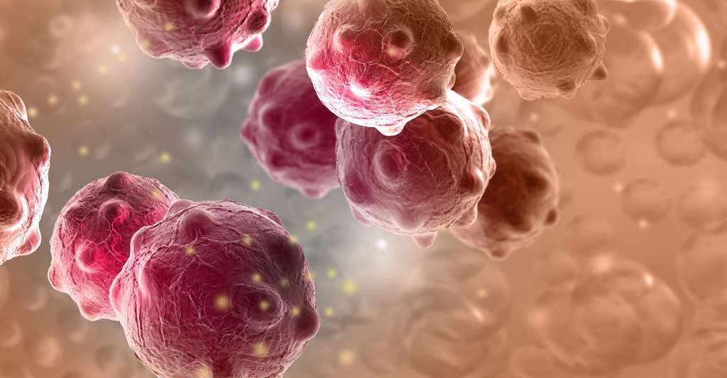 Les macrophages CD163 voient la tumeur comme une cellule normale qui a besoin d'être régénérée. © Jovan Vitanovski, Shutterstock 