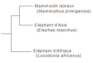 Éléphants phylogénie.