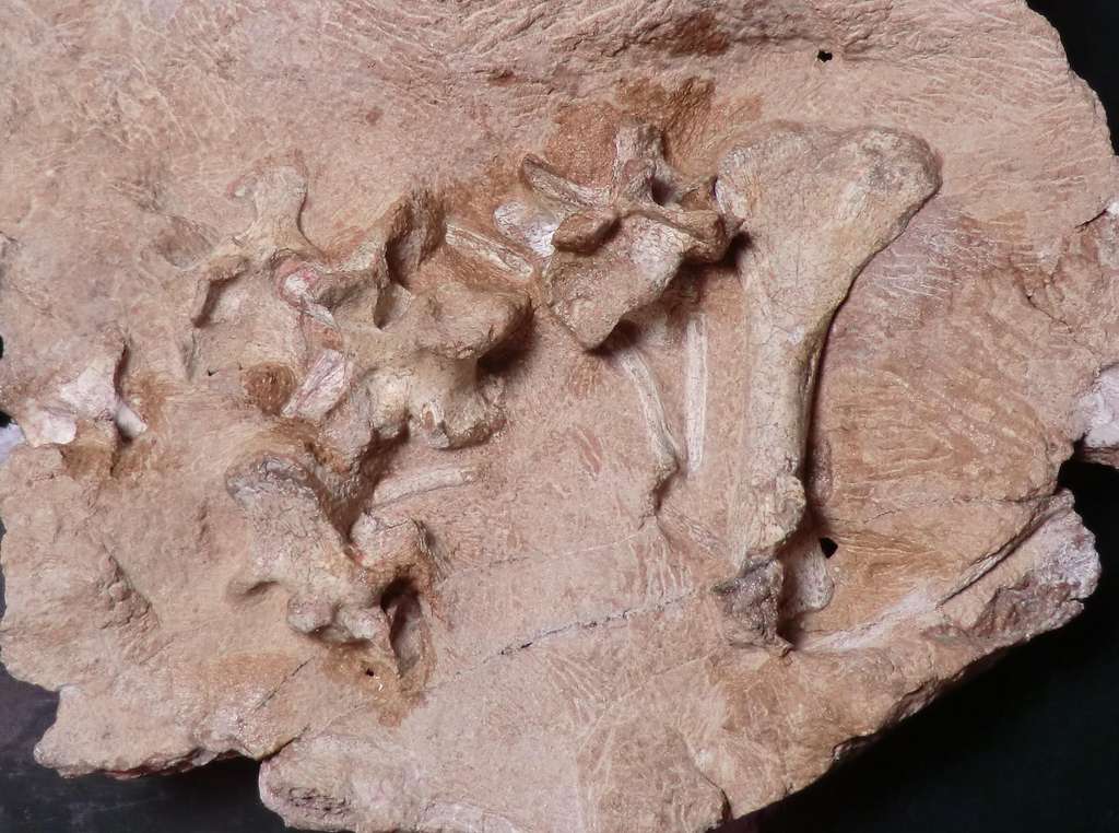 Le fossile partiel de Antarctanax shackletoni dont on voit ici les vertèbres et l’humérus. © Brandon Peecook, Field Museum