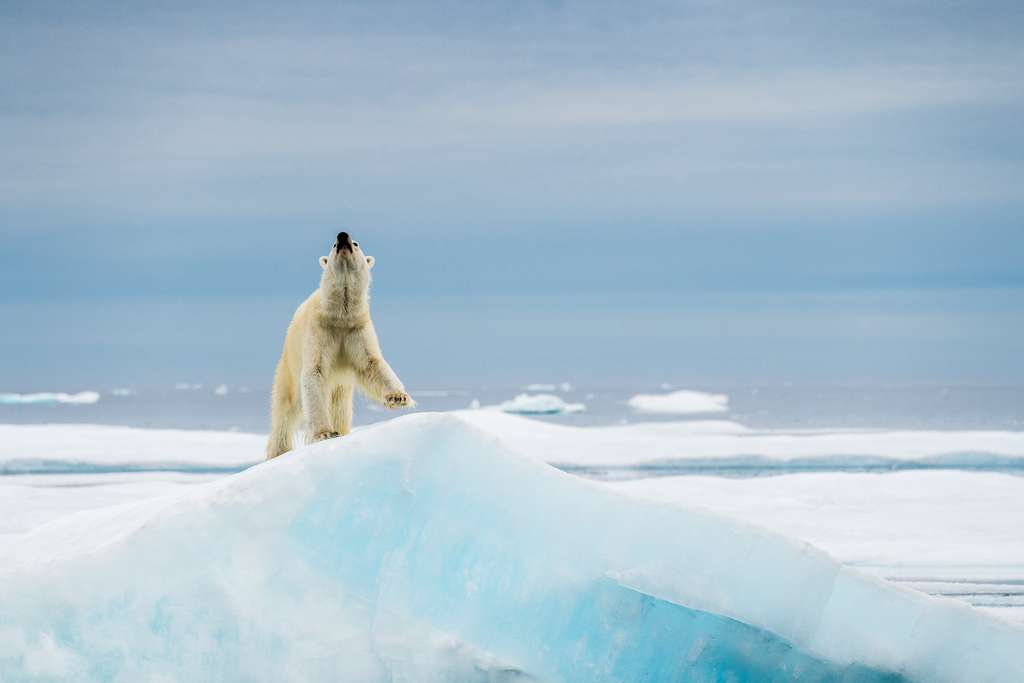 L'ours polaire, maître des glaces L'ours polaire, maître des glaces