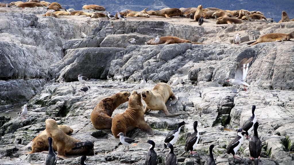 La faune sauvage du mythique canal de Beagle La faune sauvage du mythique canal de Beagle