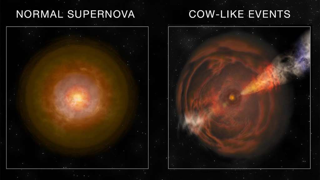 Une vue d’artiste sur une supernova classique, à gauche, et sur une explosion « the Cow », à droite. © Bill Saxton, NROA, AUI, NSF