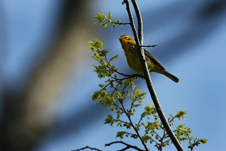 Une paruline des prés, l'une des nombreuses espèces d'oiseaux en déclin en Amérique du Nord, à New York le 7 mai 2014. © Spencer Platt, Getty images North America, AFP