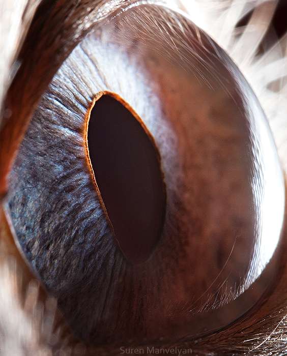 En Image L Oeil Comme Vous Ne L Avez Jamais Vu En Image L Oeil Comme Vous Ne L Avez Jamais Vu