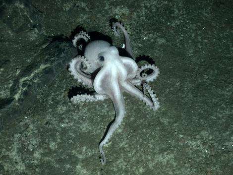 Cette pieuvre a été épiée par un engin sous-marin télécommandé à 2.400 mètres de profondeur sur la dorsale de Scotia (océan Austral). Il s'agit d'un des nombreux clichés pris durant une expédition menée à bord du RRS James Cook. © University of Oxford
