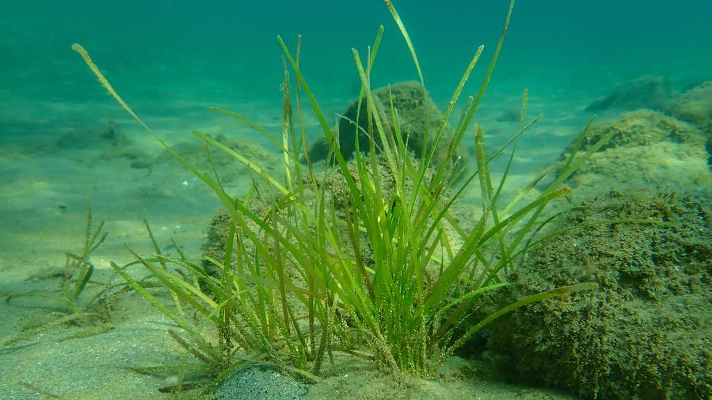  Les herbiers de Posidonies (Posidonia oceanica) forment des écosystèmes qui sont des lieux de vie, d’alimentation, de nurserie pour nombre d’espèces marines. © Alexey, Adobe Stock