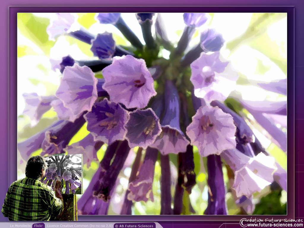 Parodie de mauve Parodie de mauve