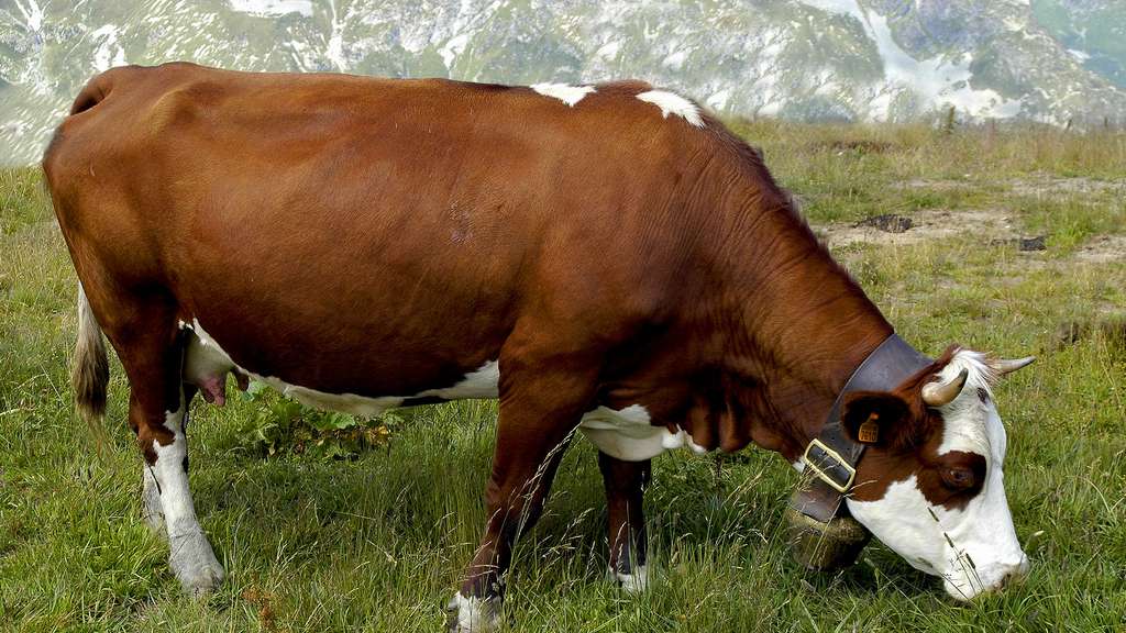 L'abondance, la vache à l'origine du reblochon L'abondance, la vache à l'origine du reblochon