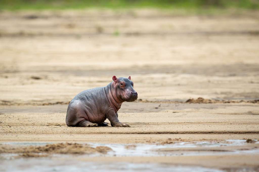 Petit d’hippopotame sera bientôt grand Petit d’hippopotame sera bientôt grand
